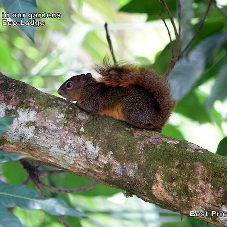 Natuga Ecolodge-Villas Dominical Baru Bagian luar foto