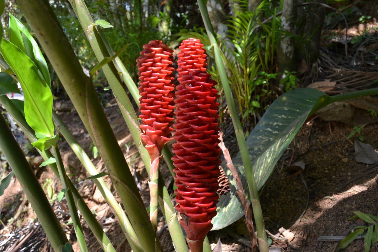 Natuga Ecolodge-Villas Dominical Baru Bagian luar foto