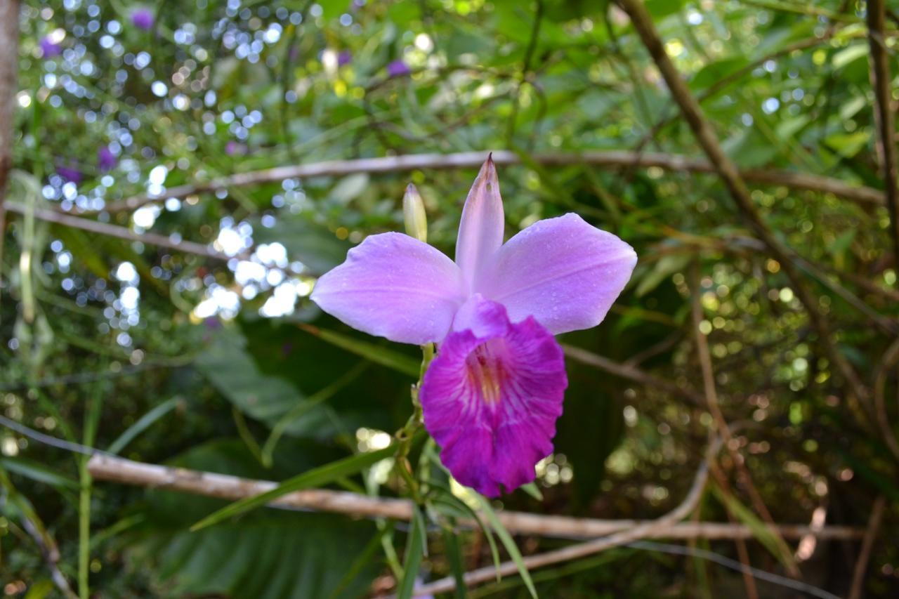 Natuga Ecolodge-Villas Dominical Baru Bagian luar foto