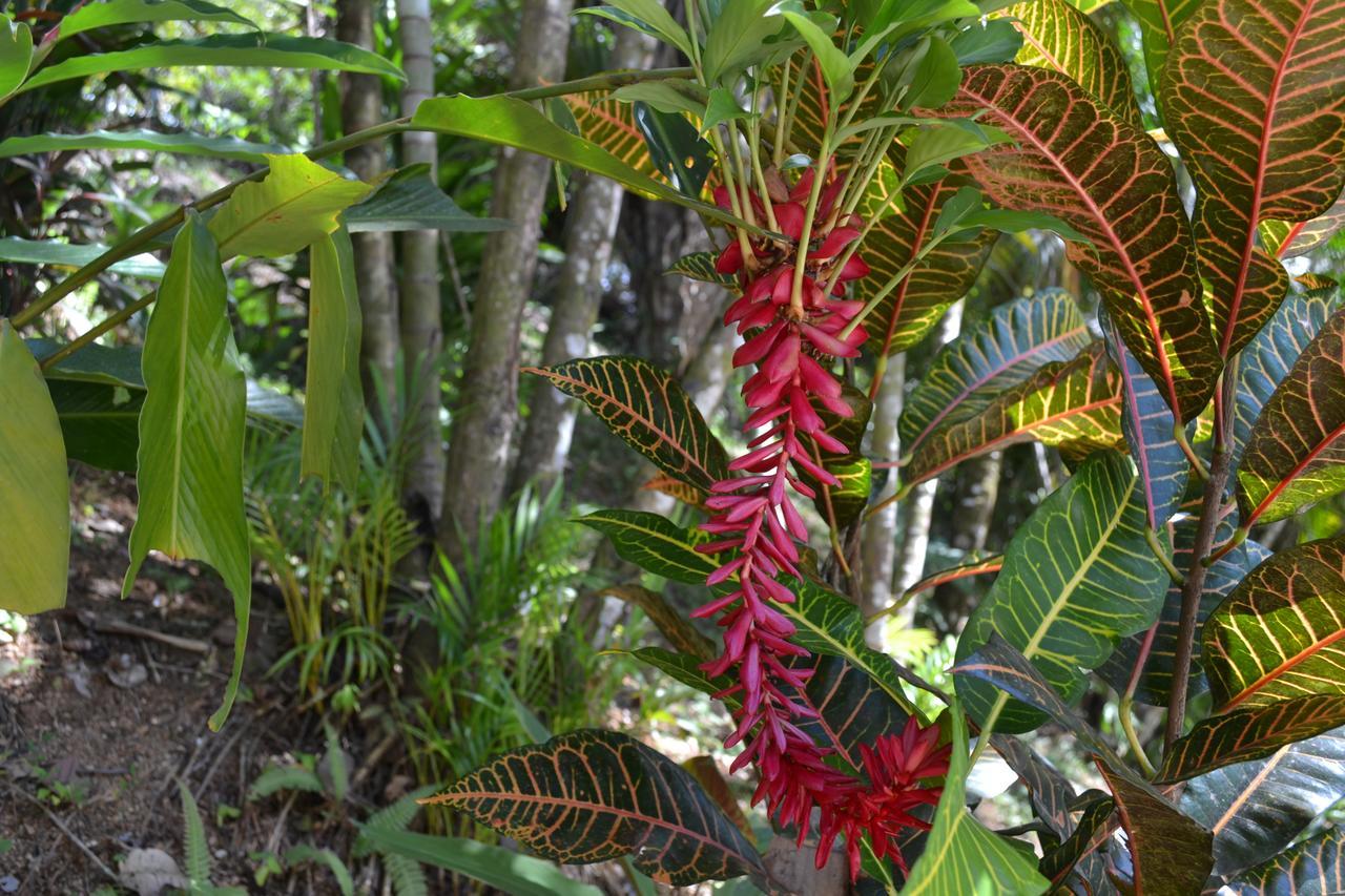 Natuga Ecolodge-Villas Dominical Baru Bagian luar foto