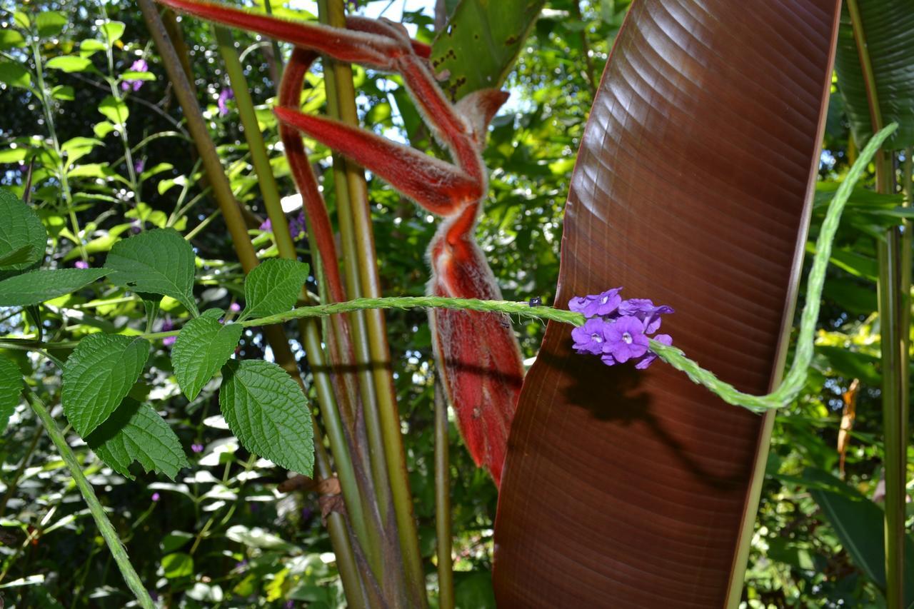 Natuga Ecolodge-Villas Dominical Baru Bagian luar foto