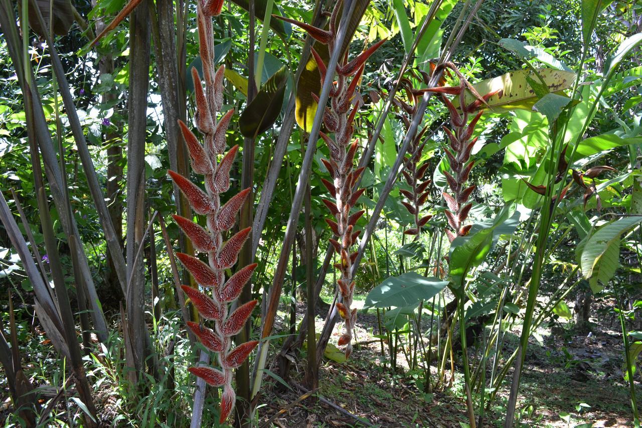 Natuga Ecolodge-Villas Dominical Baru Bagian luar foto