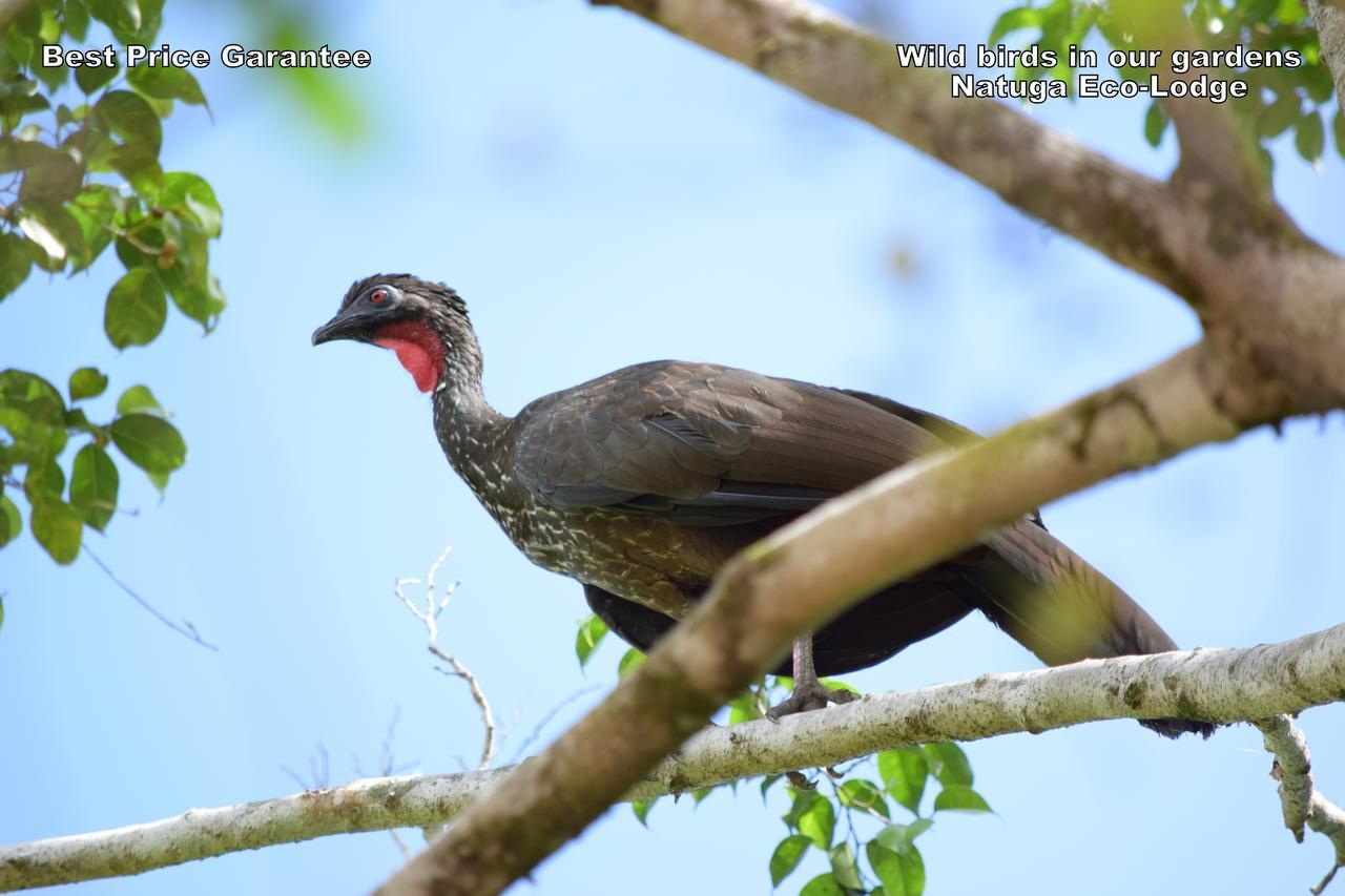 Natuga Ecolodge-Villas Dominical Baru Bagian luar foto