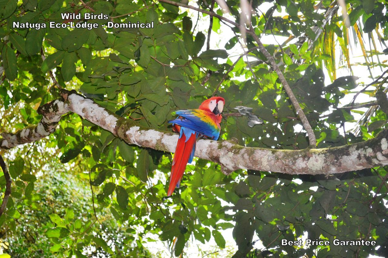 Natuga Ecolodge-Villas Dominical Baru Bagian luar foto